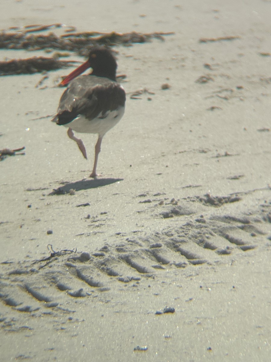 American Oystercatcher - ML644493525
