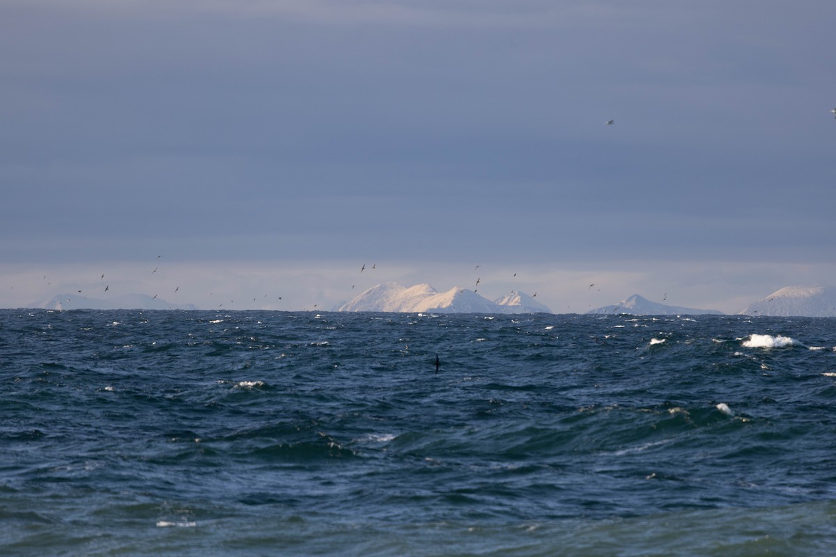 Gabai tasmaniarra - ML644493527