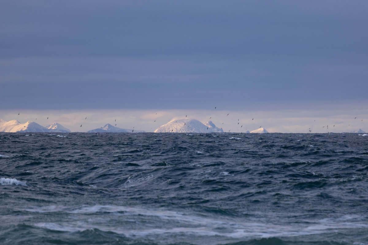 Gabai tasmaniarra - ML644493529