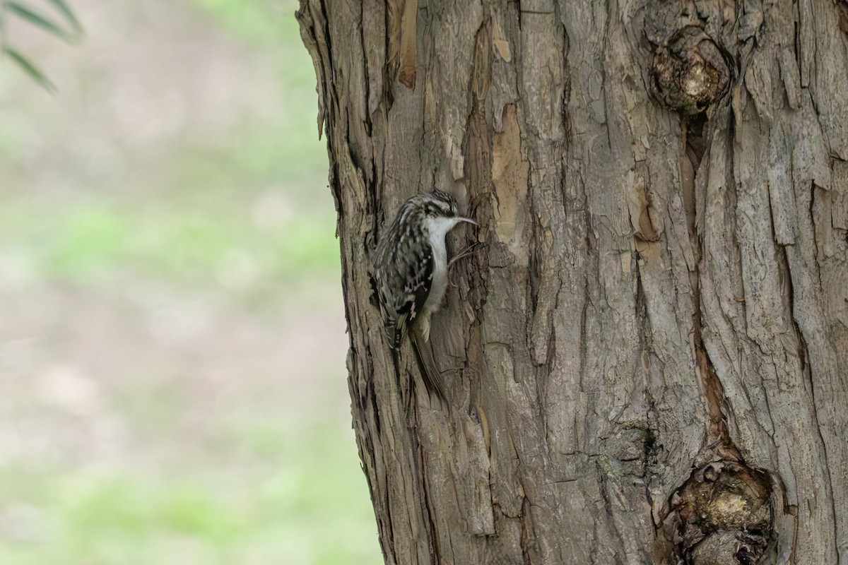 Brown Creeper - ML644493531