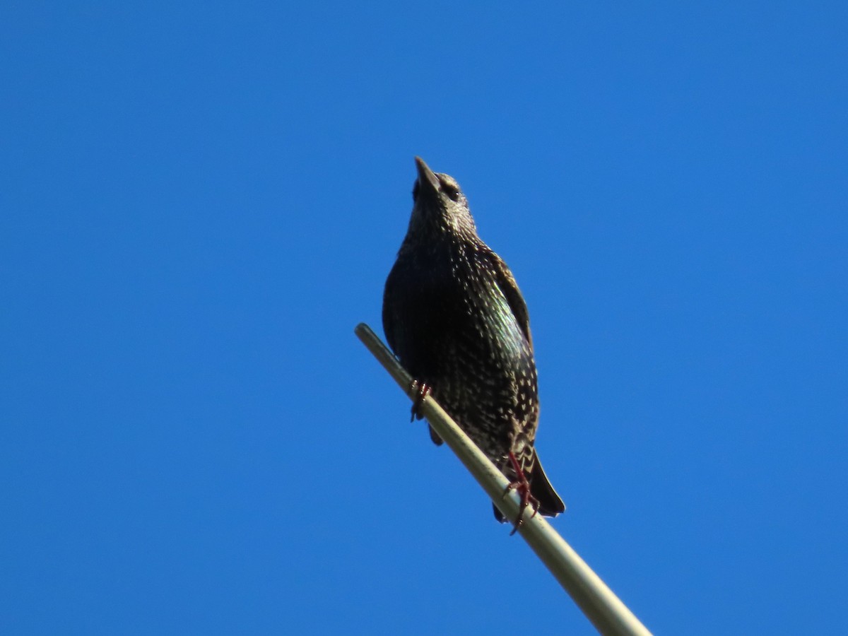 ホシムクドリ - ML644493537