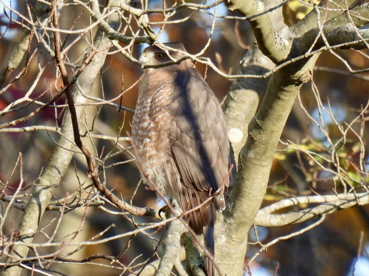 Cooper's Hawk - ML644493540