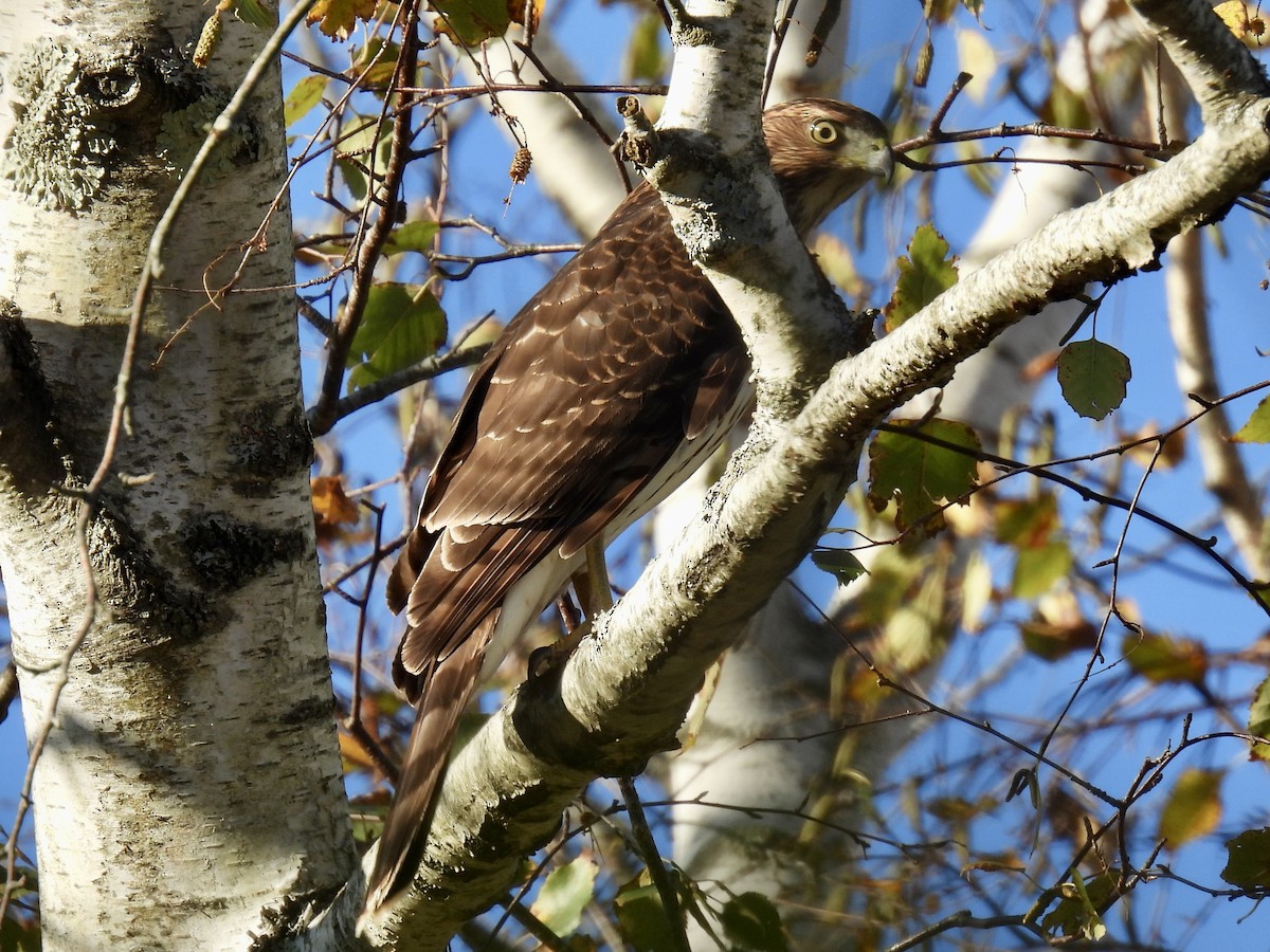 Cooper's Hawk - ML644493541