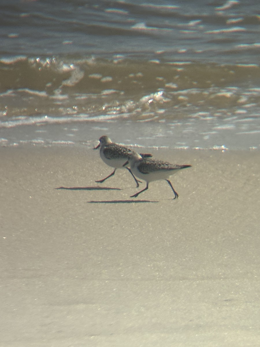 Гурвалж элсэг - ML644493547