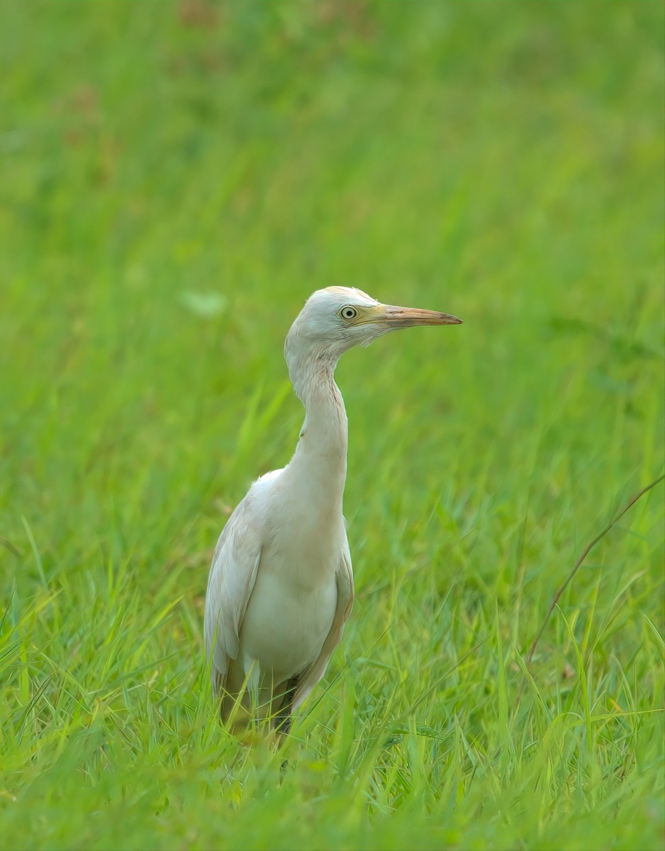 Eastern Cattle-Egret - ML644493548