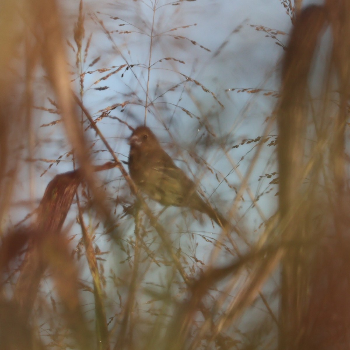 papežík modrý - ML644493552