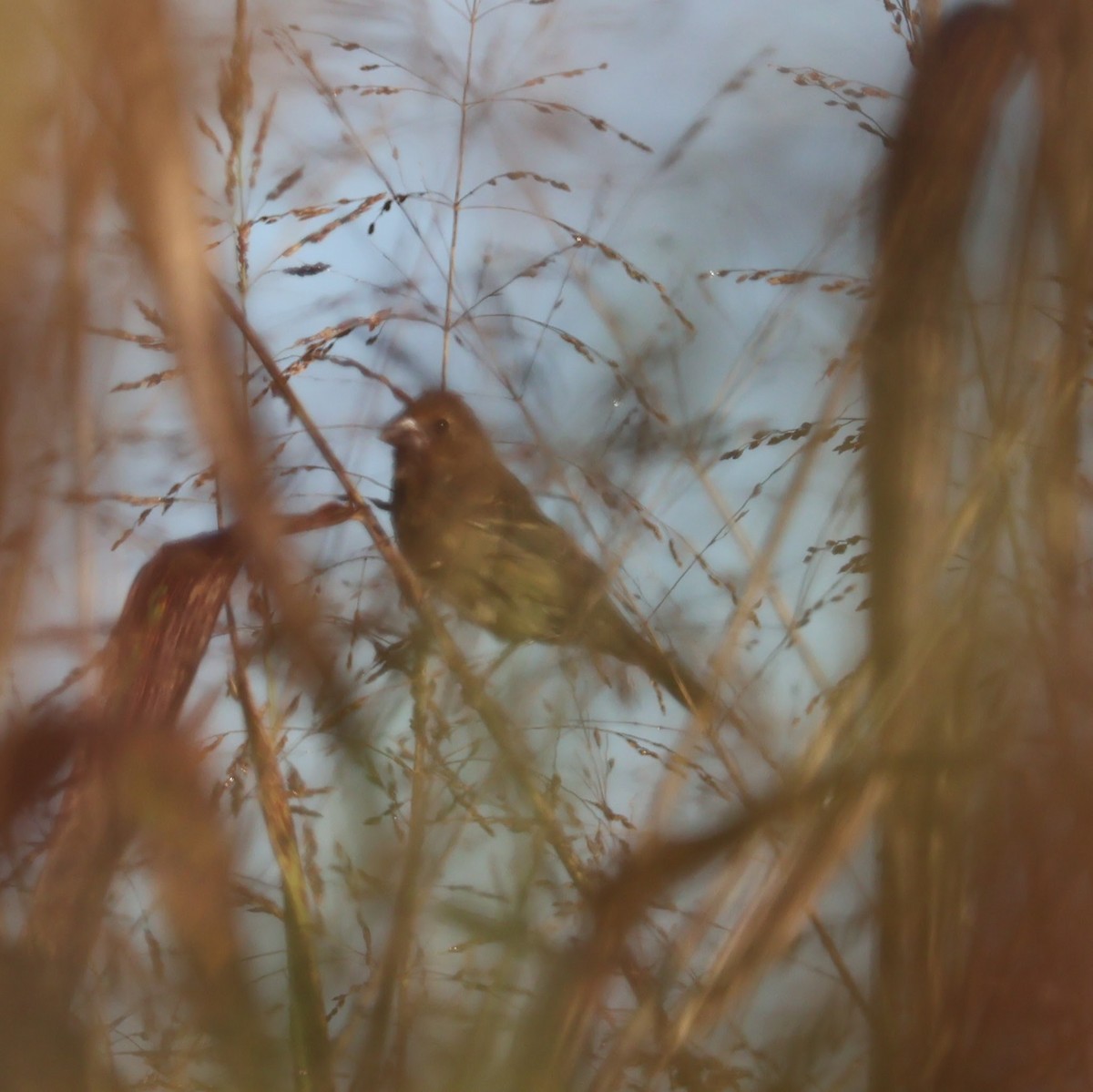 papežík modrý - ML644493553