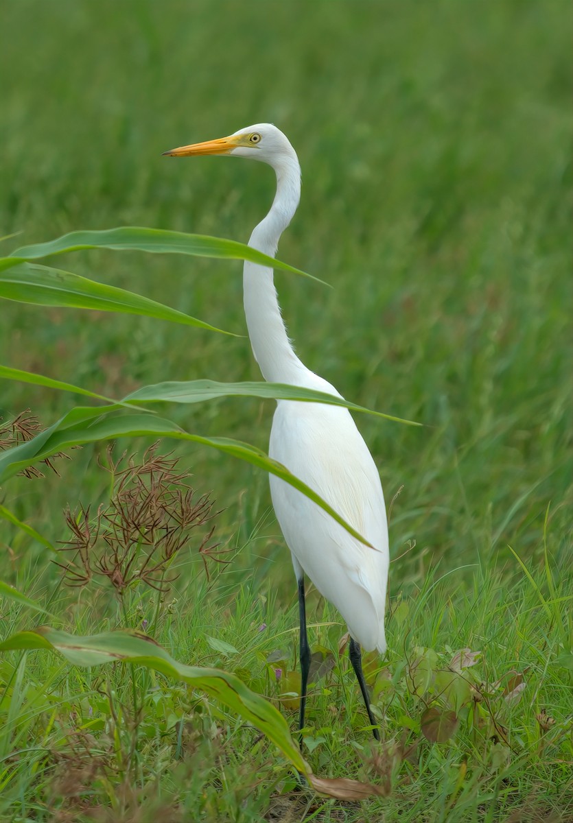 Бэсрэг дэглий - ML644493565