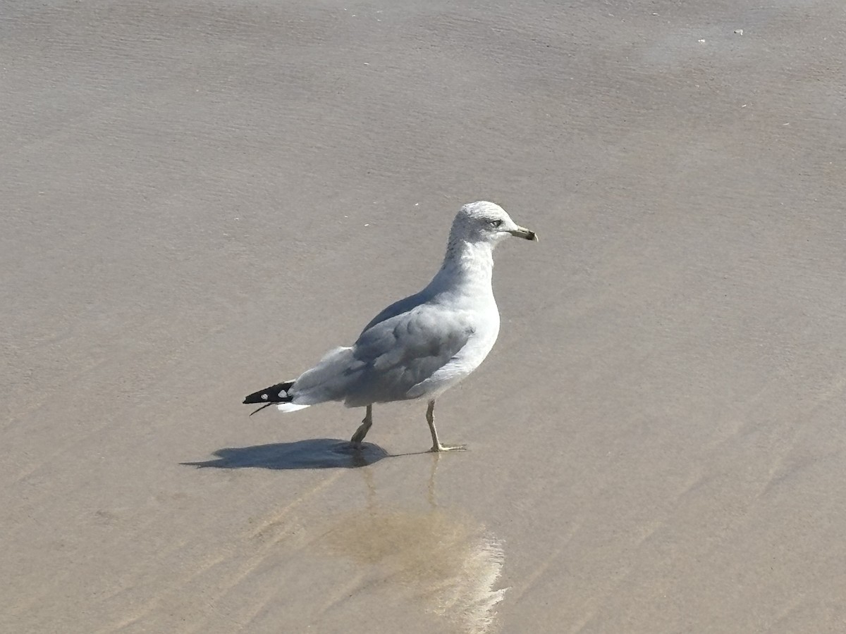 Ring-billed Gull - ML644493566