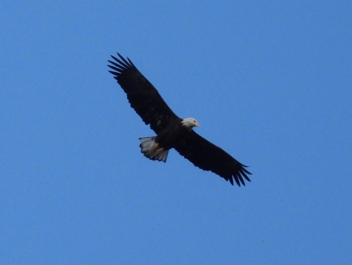 Bald Eagle - ML644493567