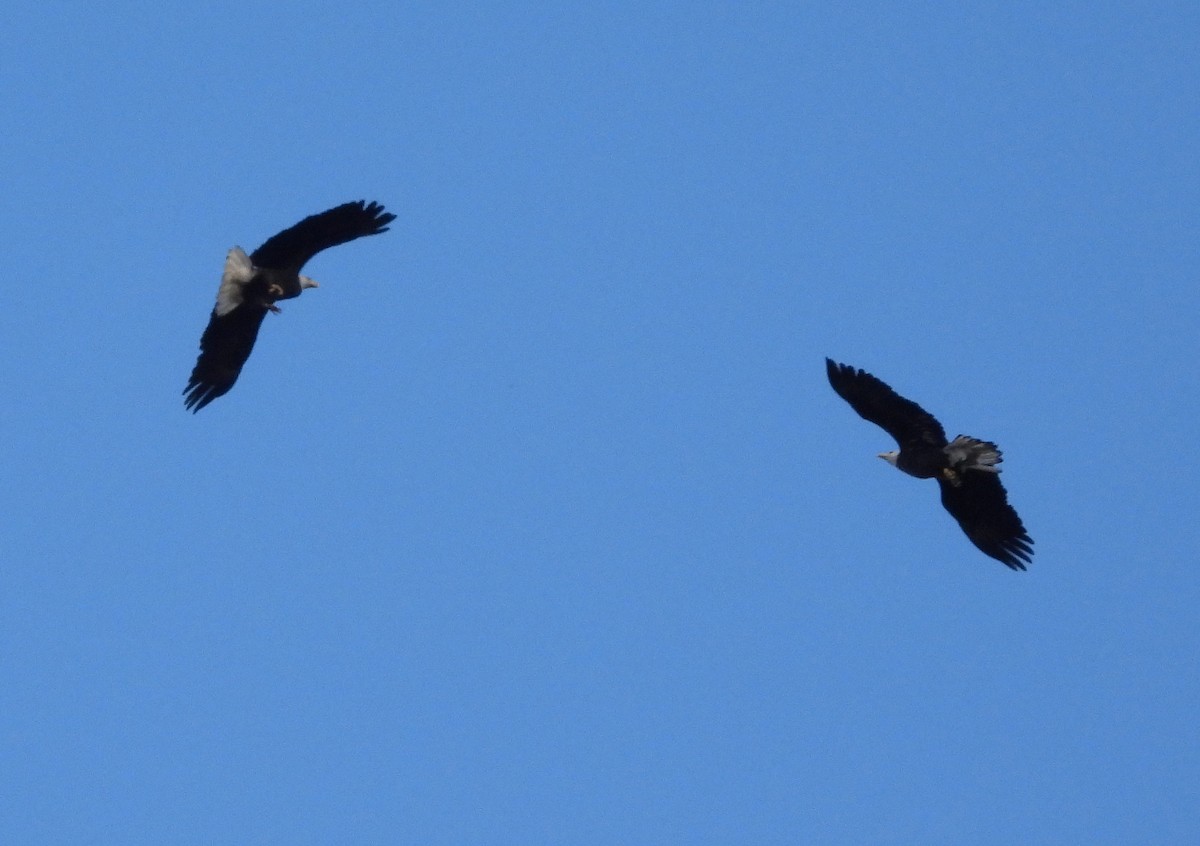 Bald Eagle - ML644493568