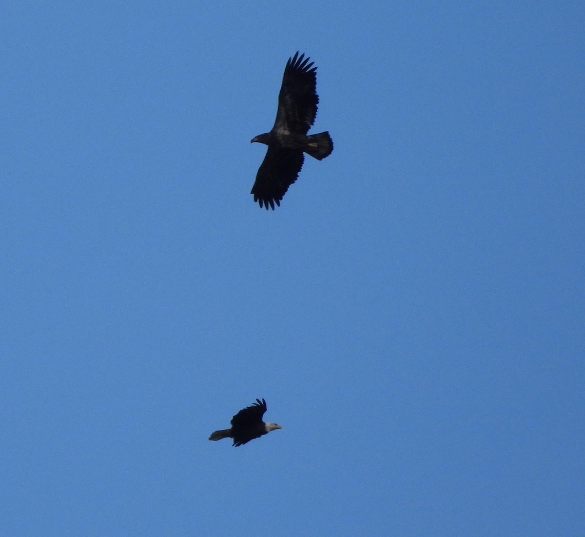 Bald Eagle - ML644493569