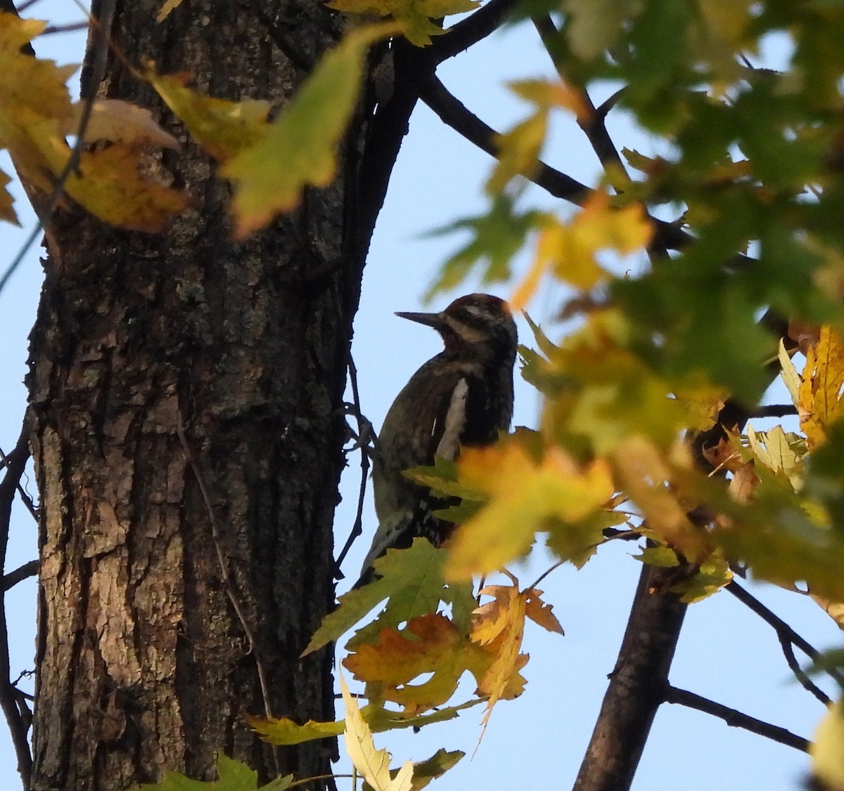 Yellow-bellied Sapsucker - ML644493576