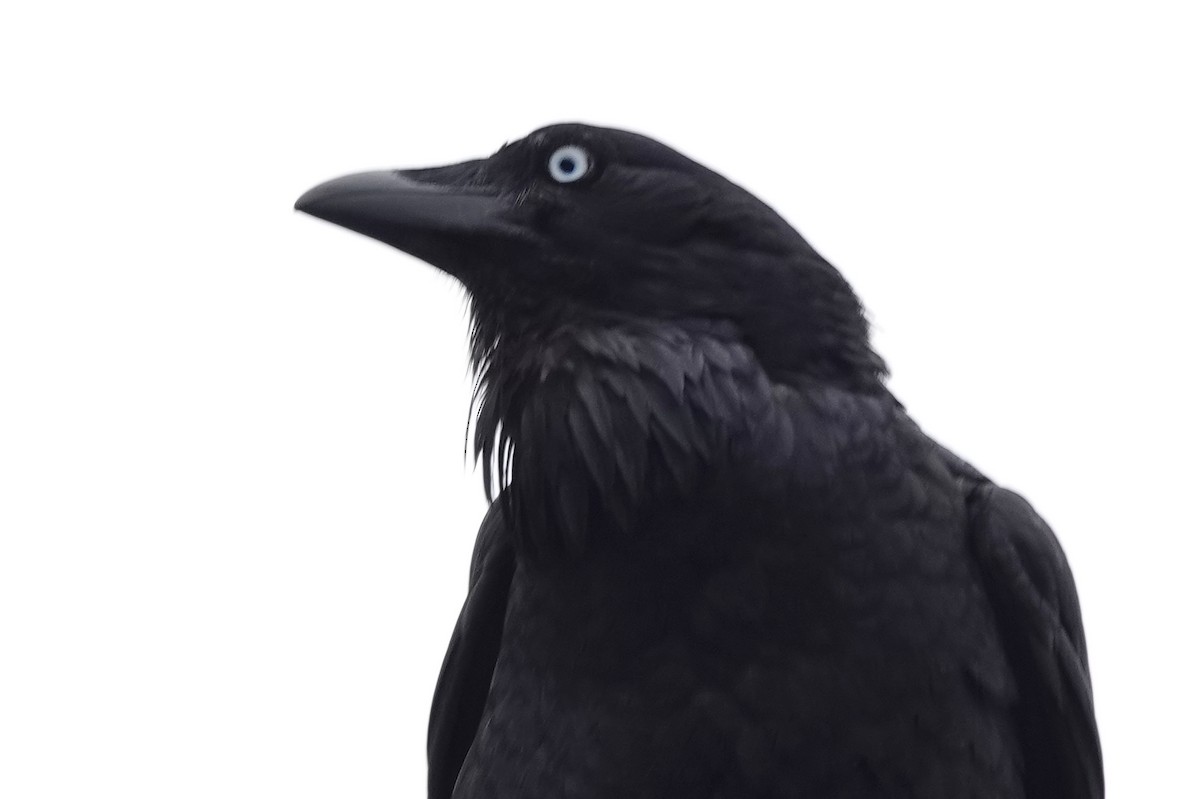 Australian Raven - ML644493577