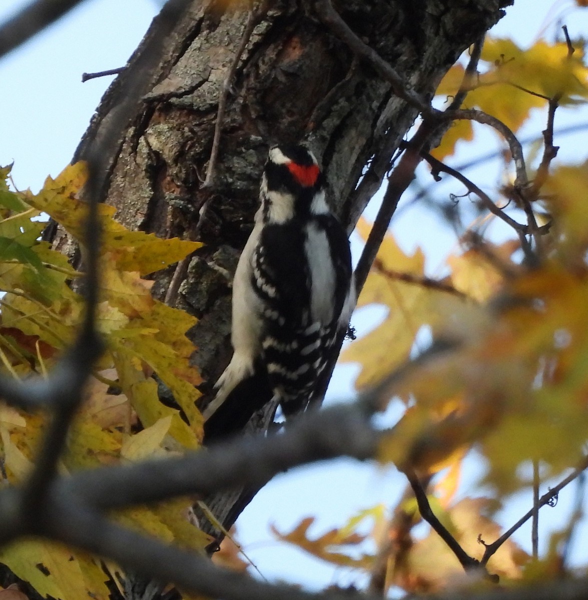 dunspett - ML644493581