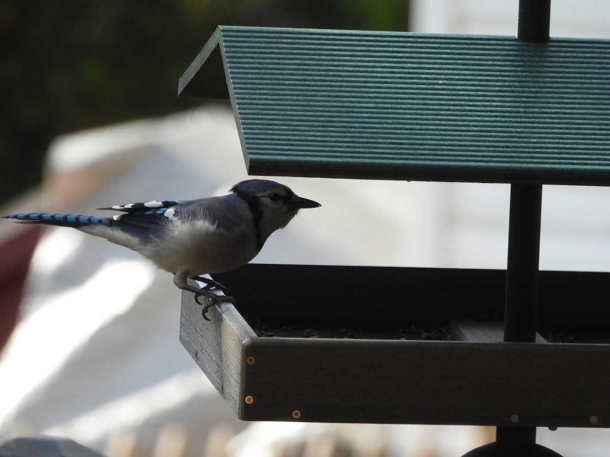 Blue Jay - ML644493585