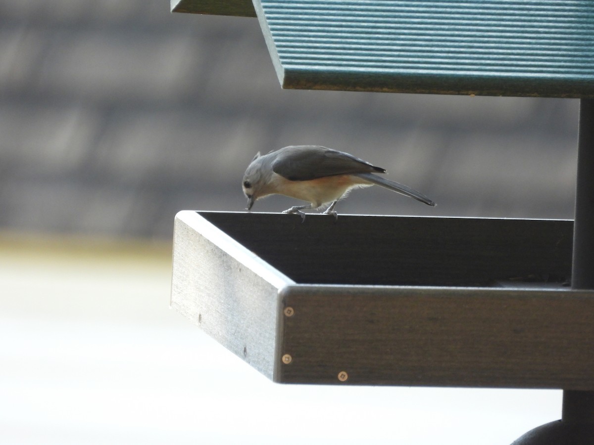 Tufted Titmouse - ML644493589