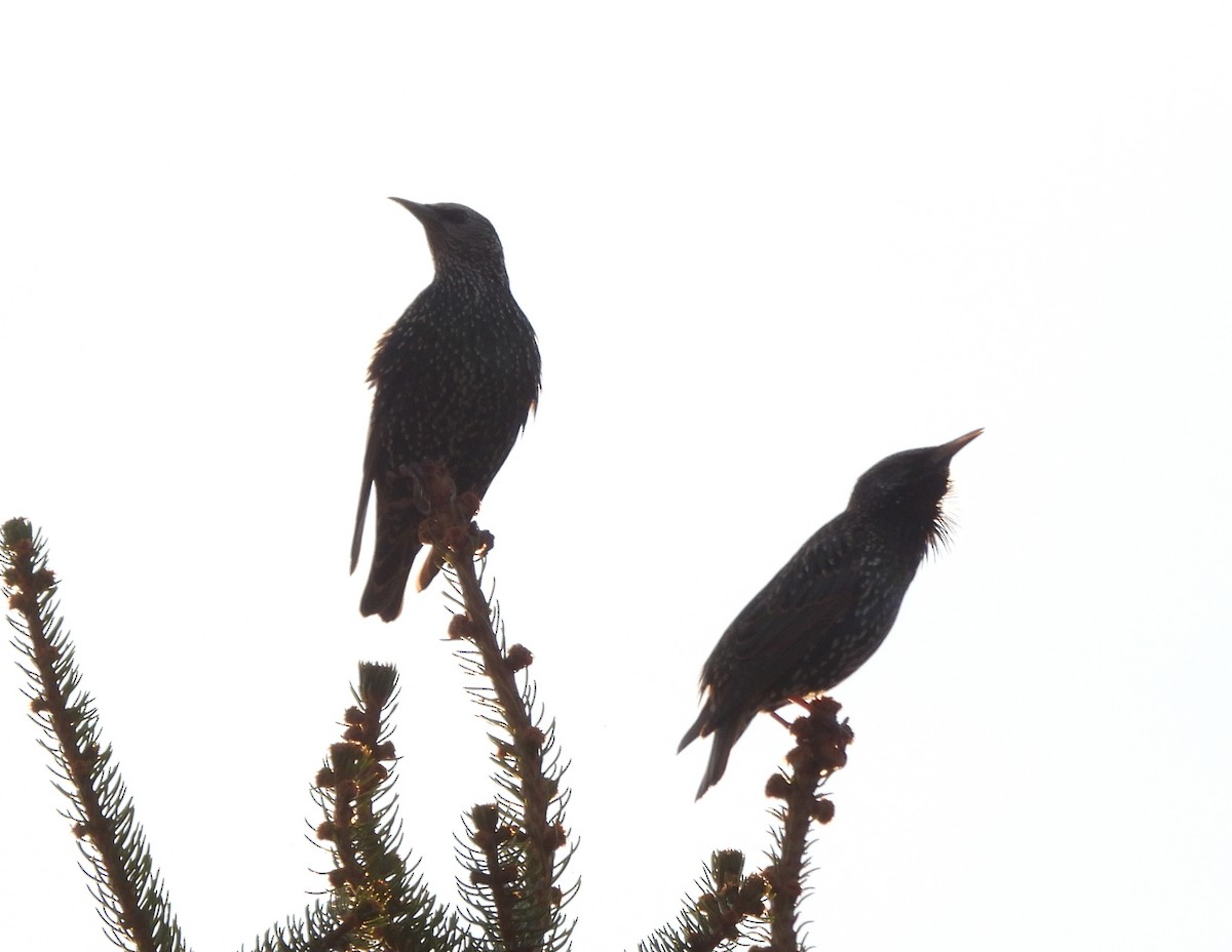 Storno - ML644493600