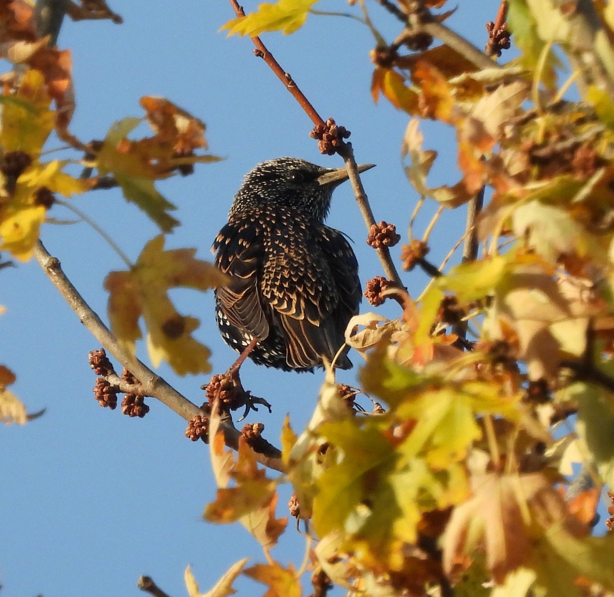 Storno - ML644493601