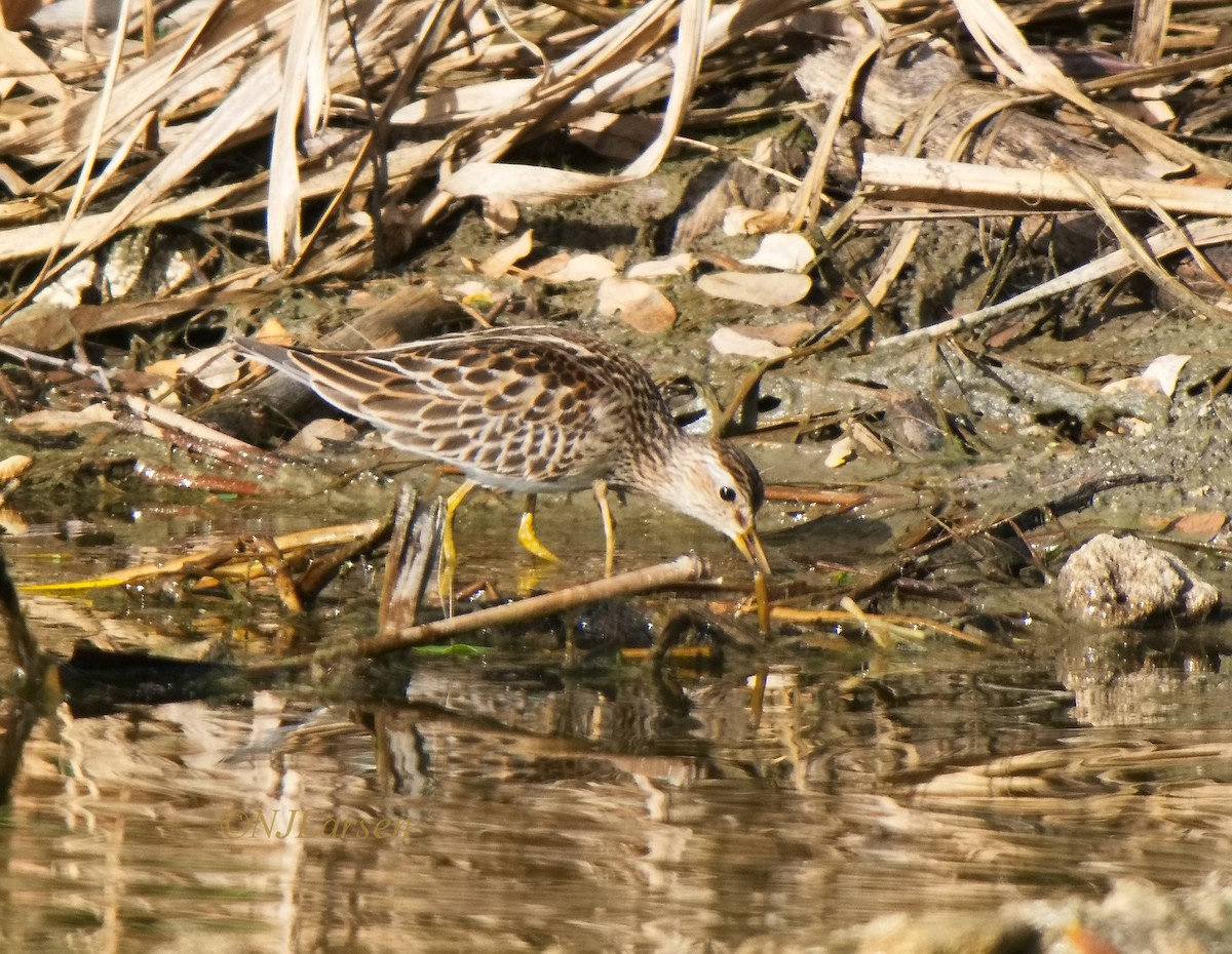 Pectoral Sandpiper - ML644493604