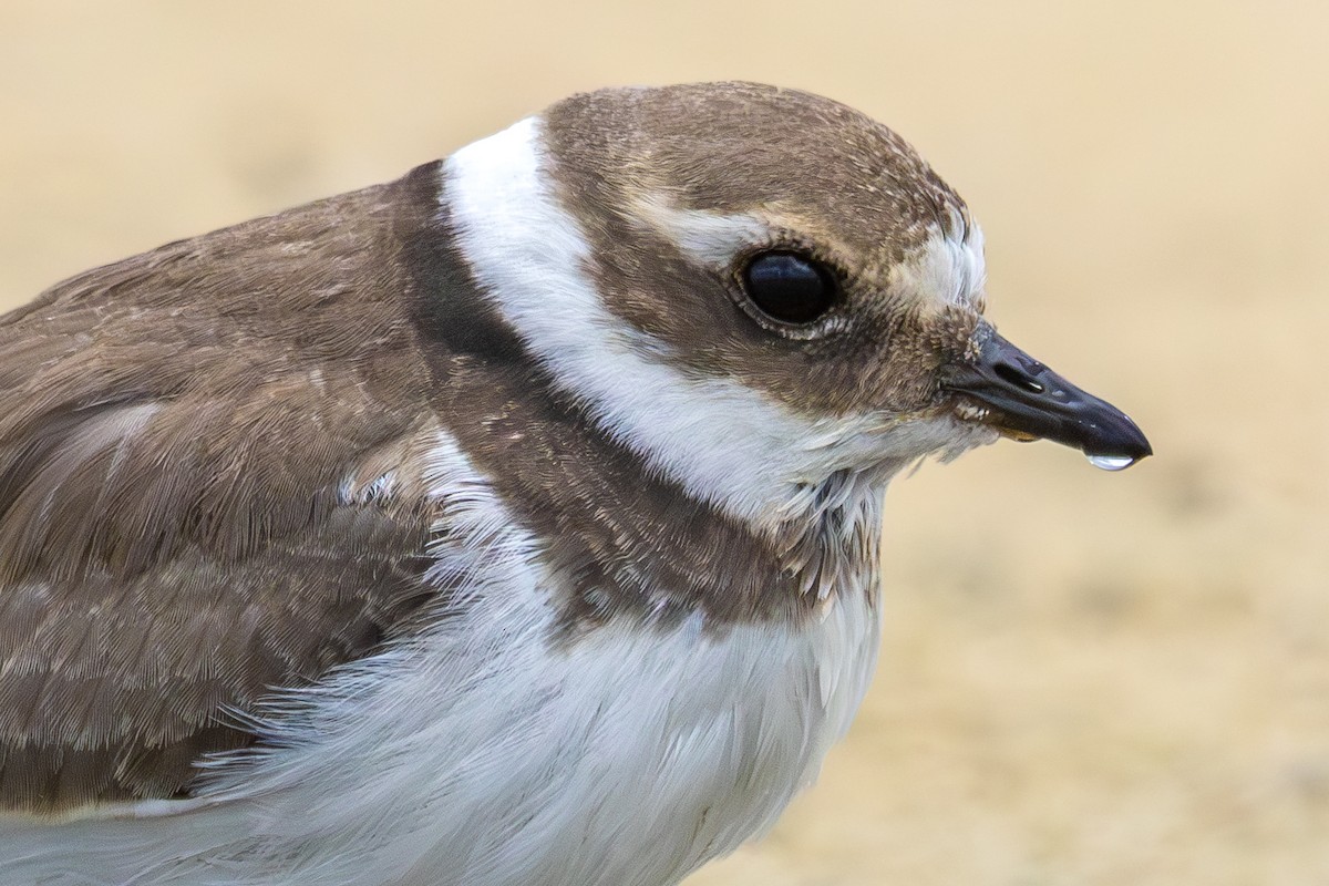 Галстучник - ML644493605