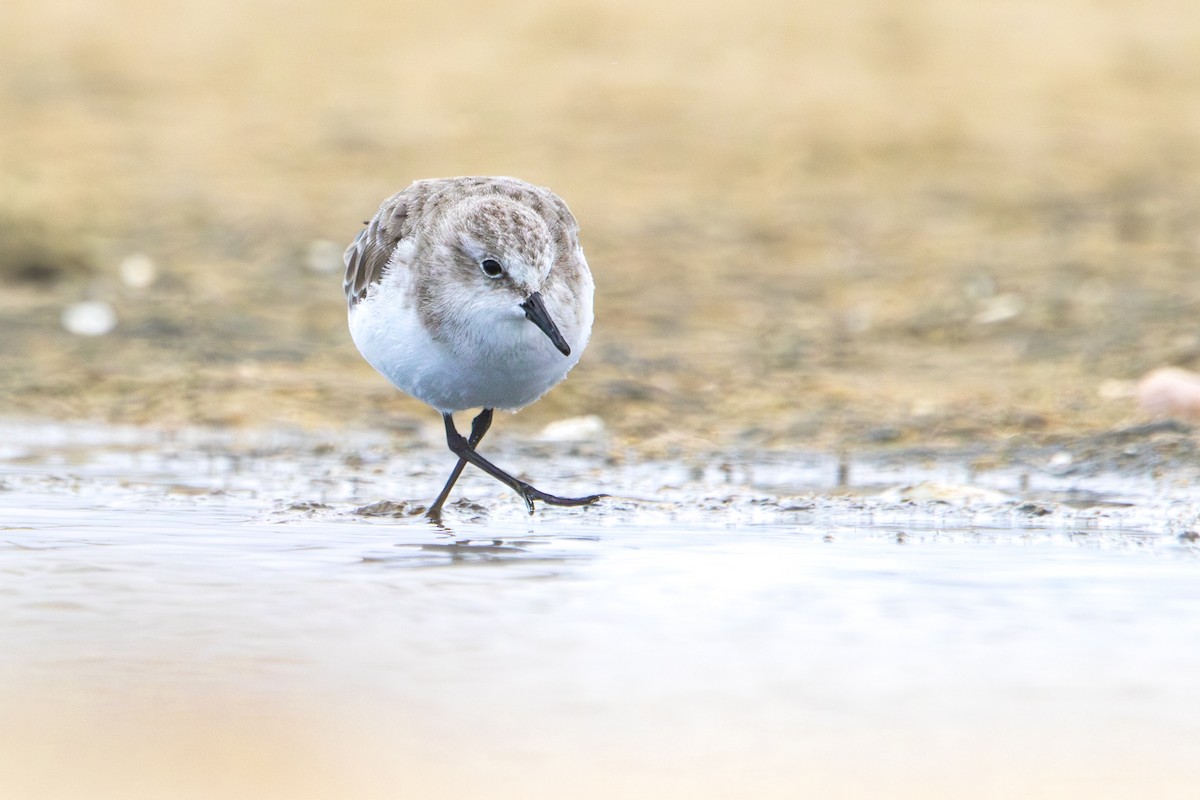 Кулик-воробей - ML644493606