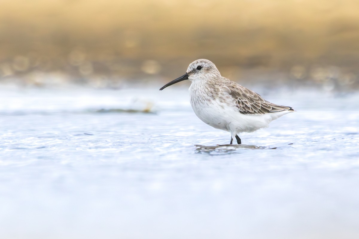 Чернозобик - ML644493607