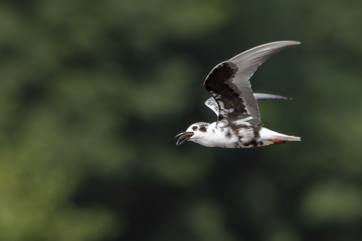 hvitvingesvartterne - ML644493608