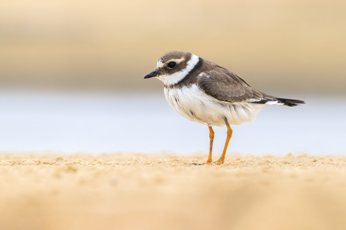 Галстучник - ML644493609