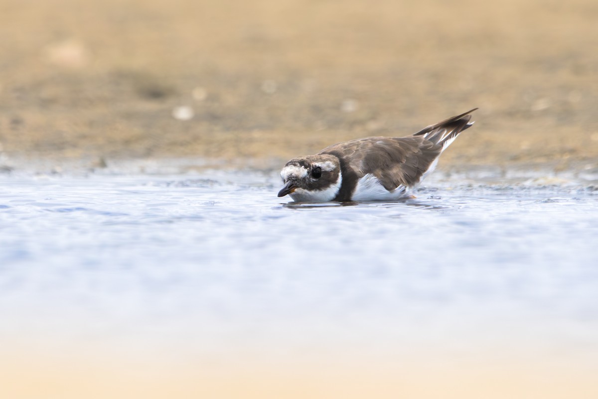 Галстучник - ML644493610