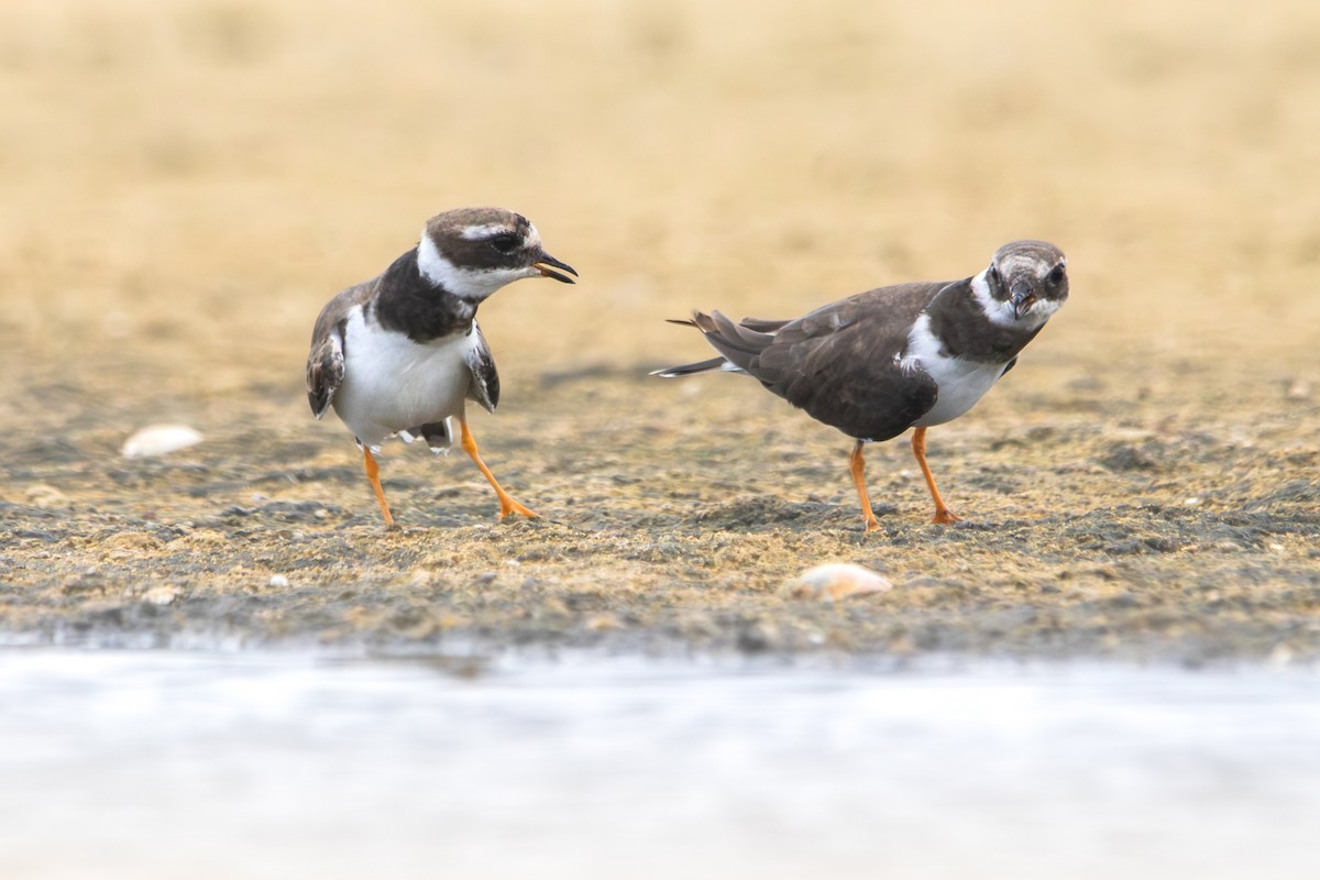 Галстучник - ML644493611