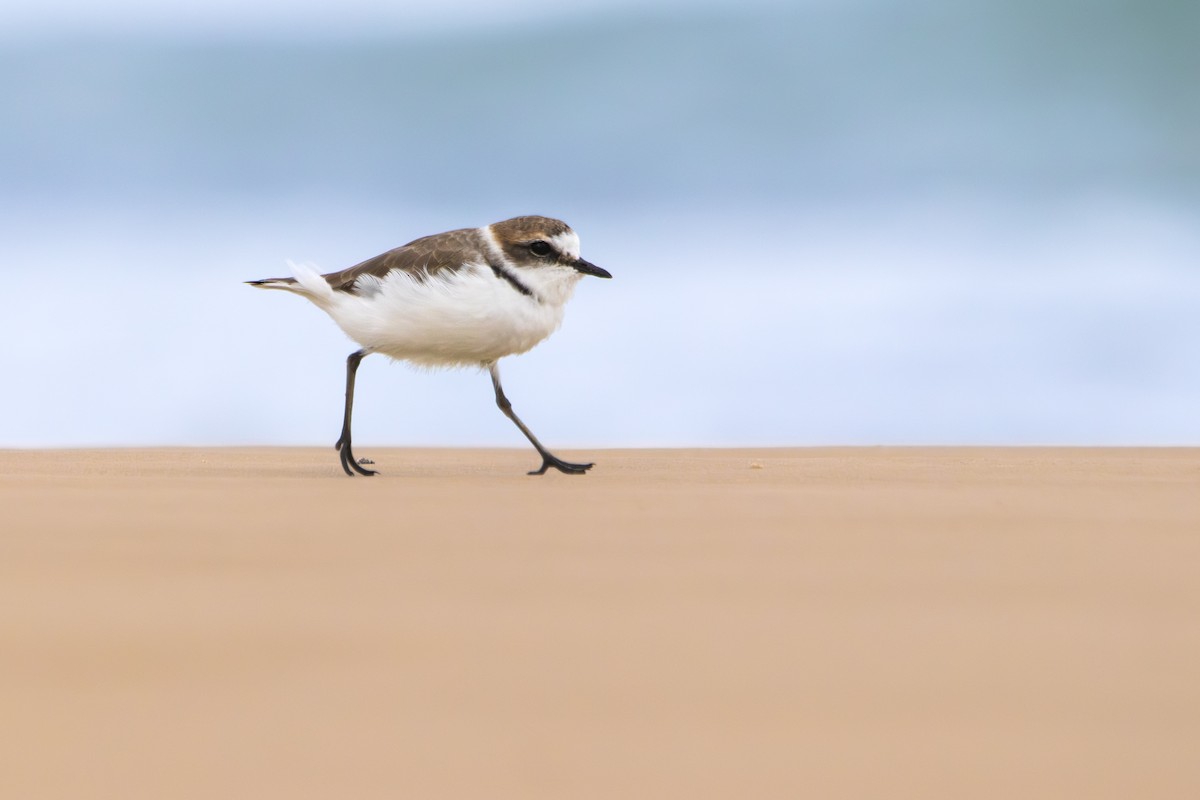 Морской зуёк - ML644493612