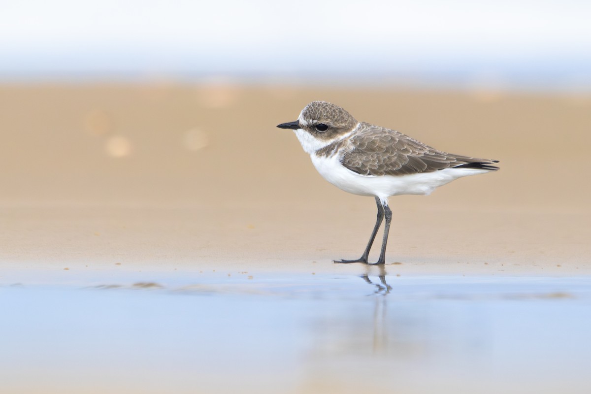 Морской зуёк - ML644493613