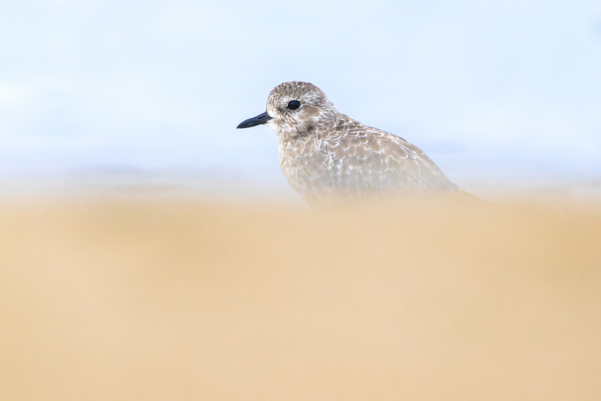 Тулес - ML644493614