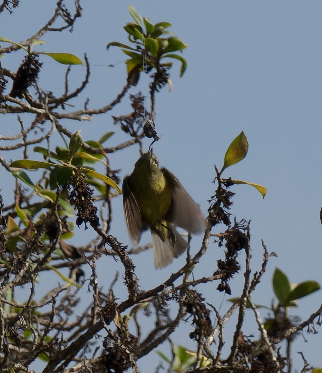 oransjekroneparula - ML644493615