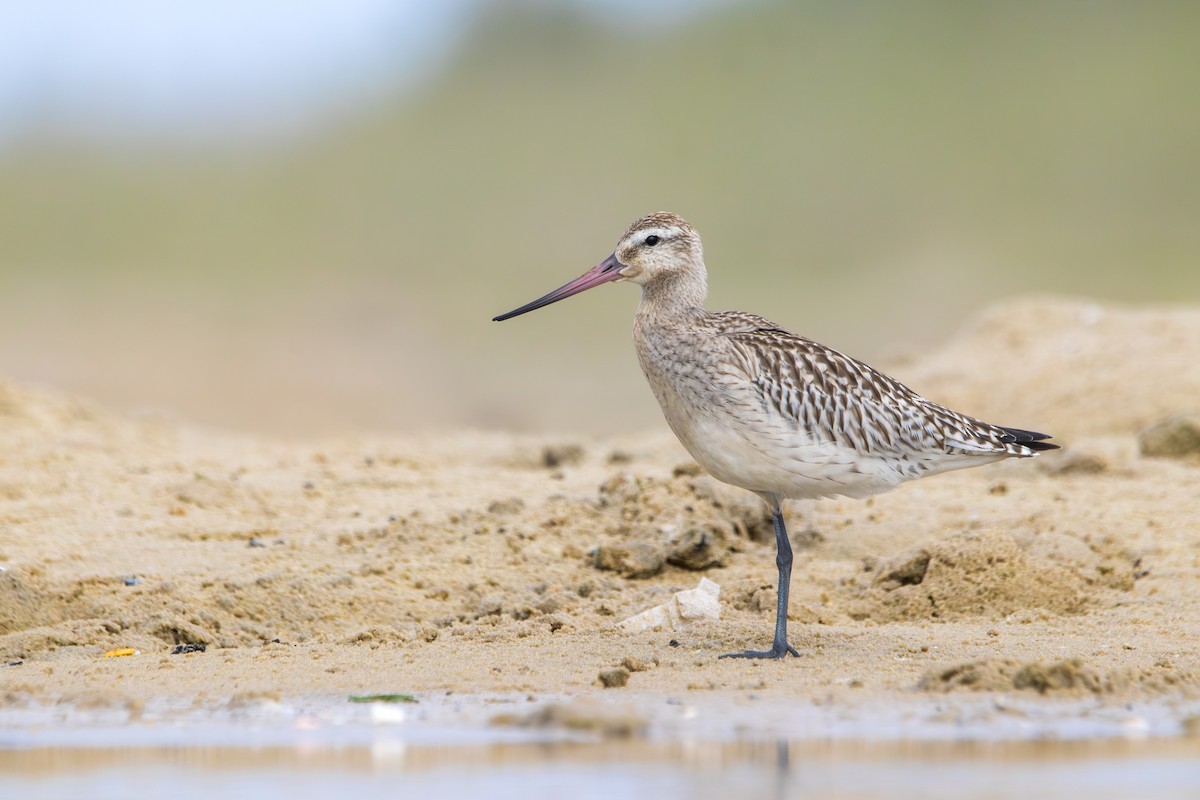 Малый веретенник - ML644493616