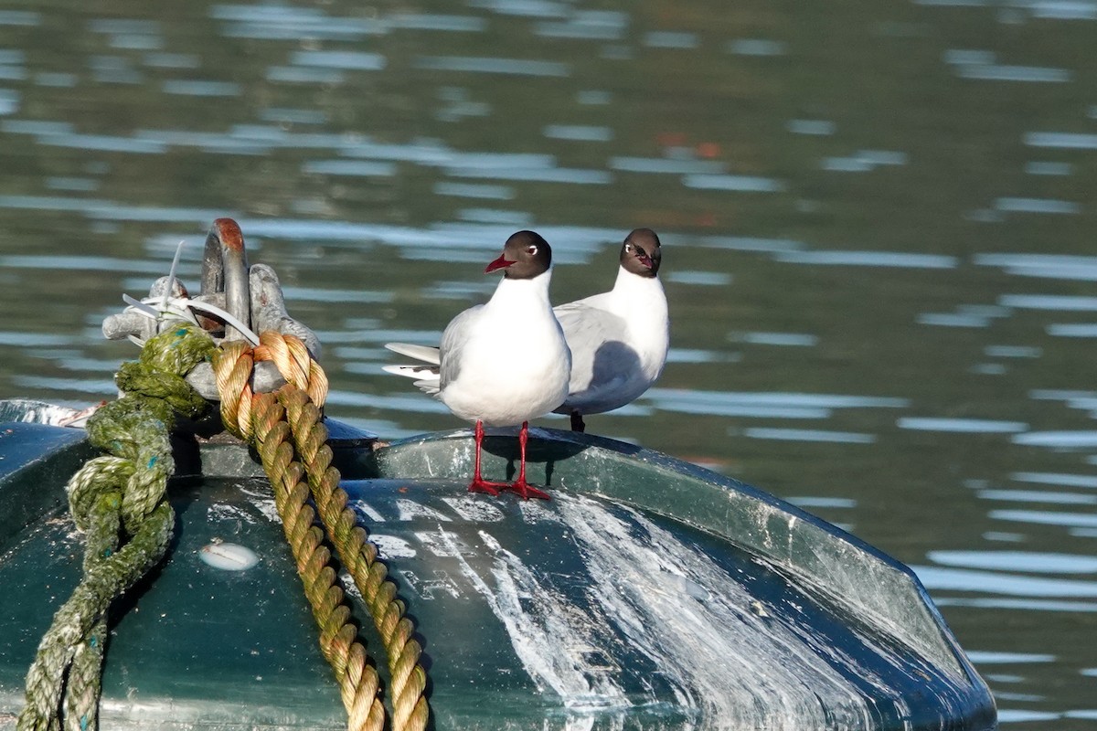 Brown-hooded Gull - ML644493617