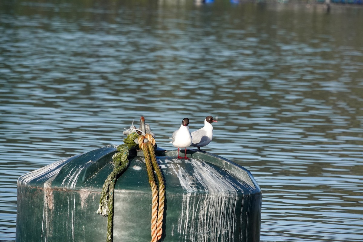 Brown-hooded Gull - ML644493618