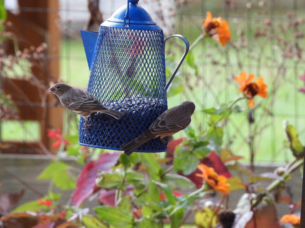 House Finch - ML644493619