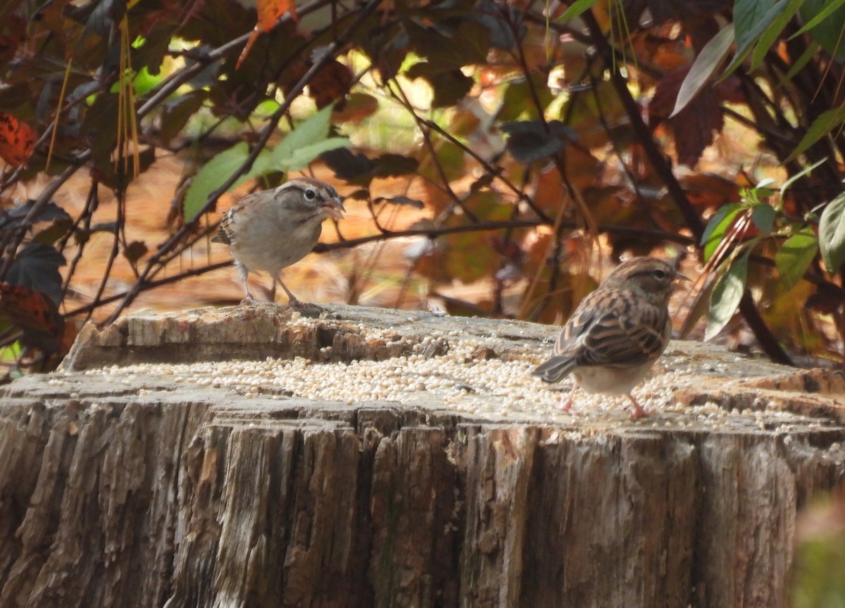 Chipping Sparrow - ML644493627