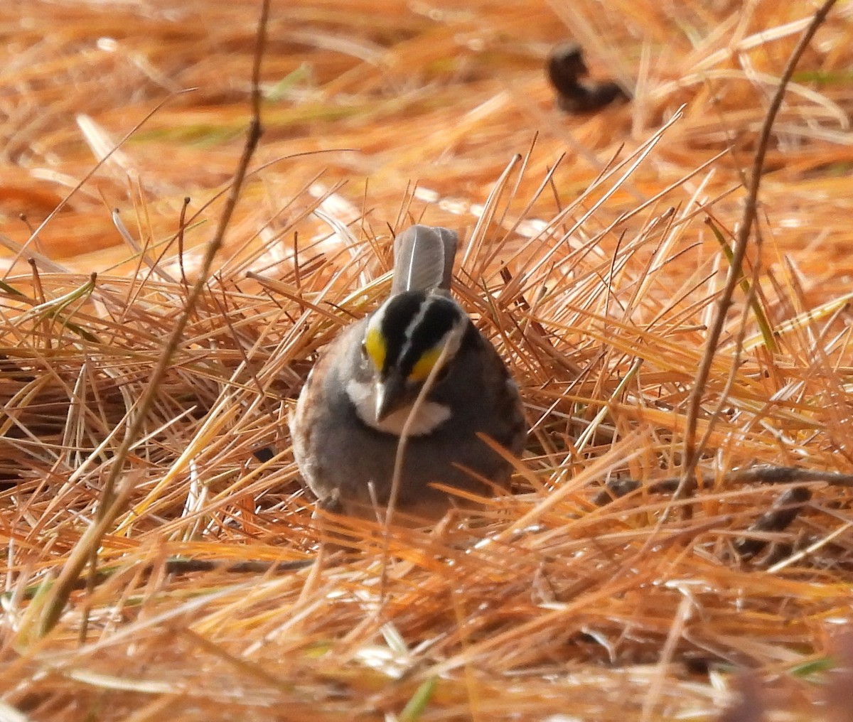 White-throated Sparrow - ML644493636