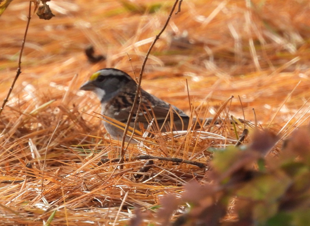 White-throated Sparrow - ML644493637