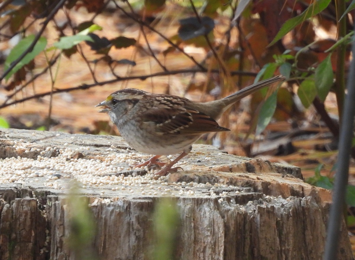 White-throated Sparrow - ML644493638