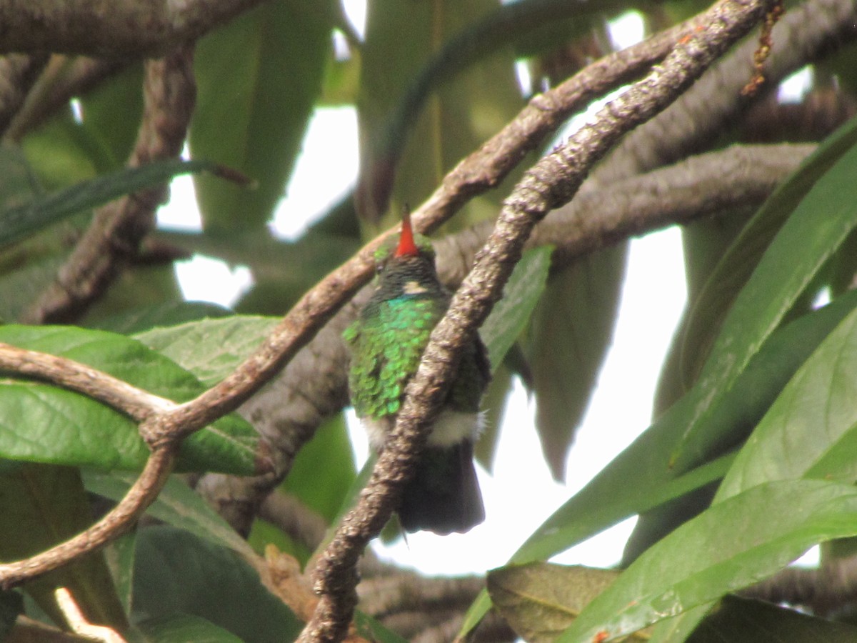 Émeraude splendide - ML644493639