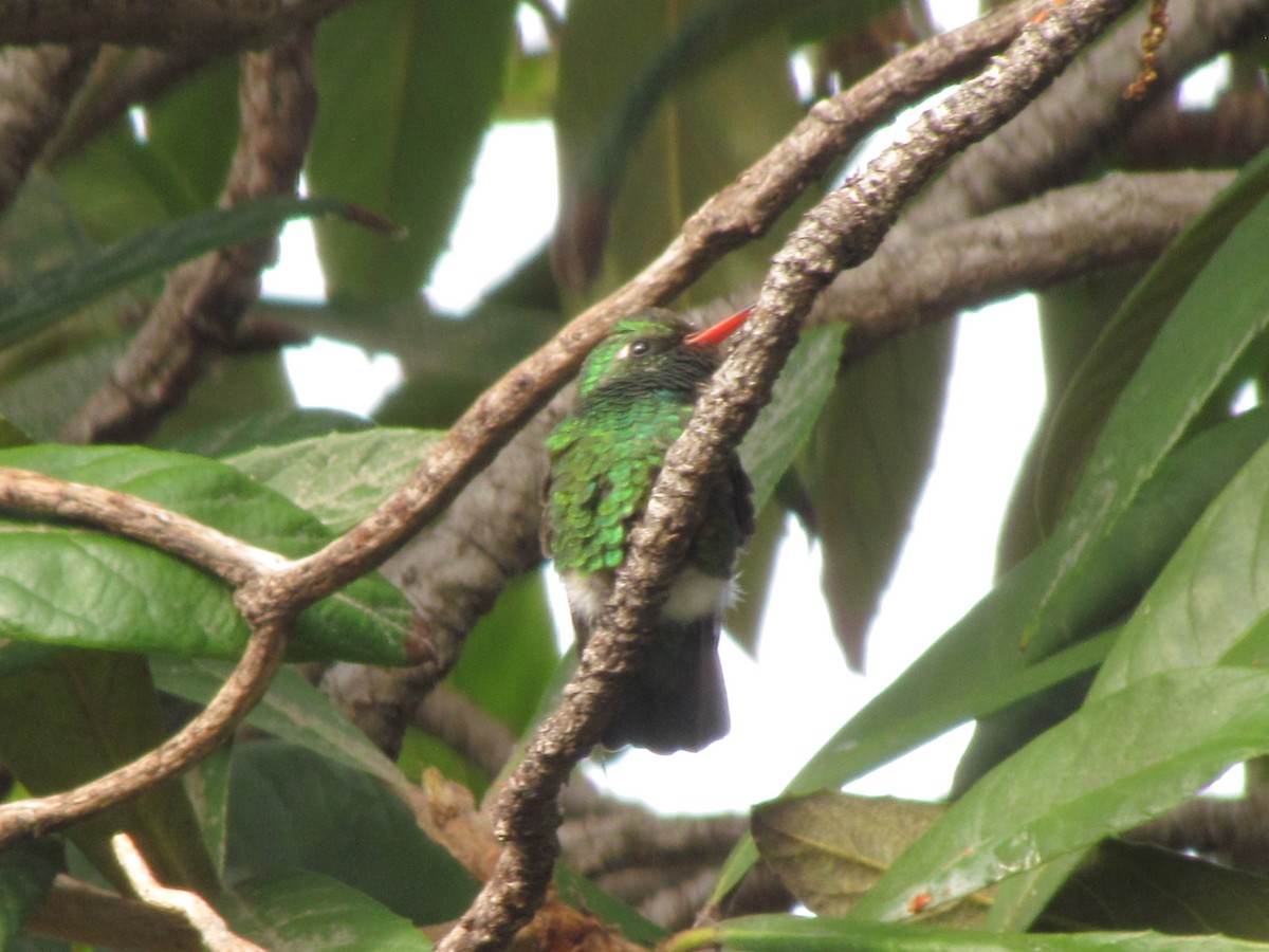 Émeraude splendide - ML644493640