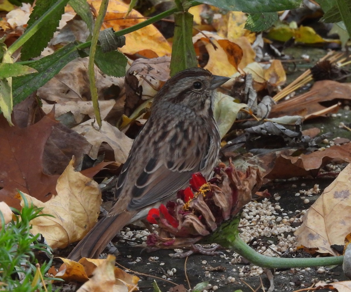 Song Sparrow - ML644493654