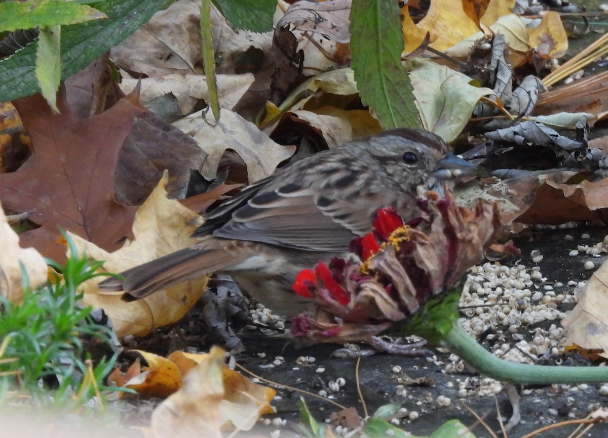 Song Sparrow - ML644493655