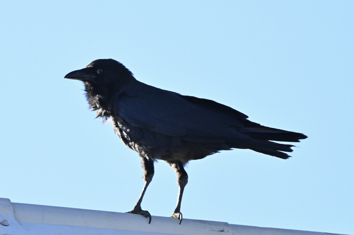 Australian Raven - ML644493660