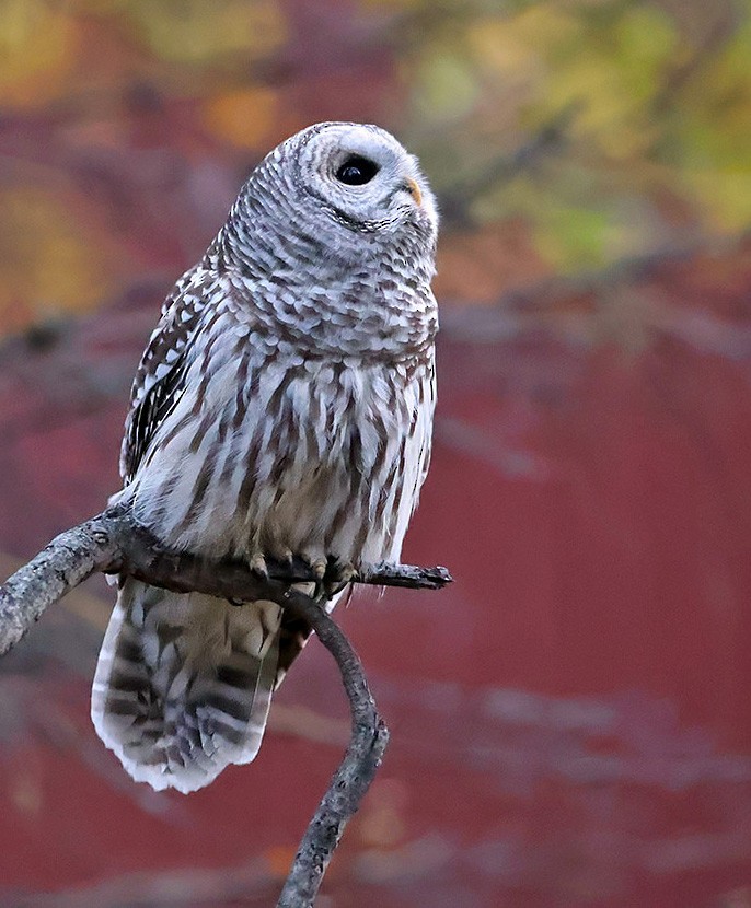 Barred Owl - ML644493664
