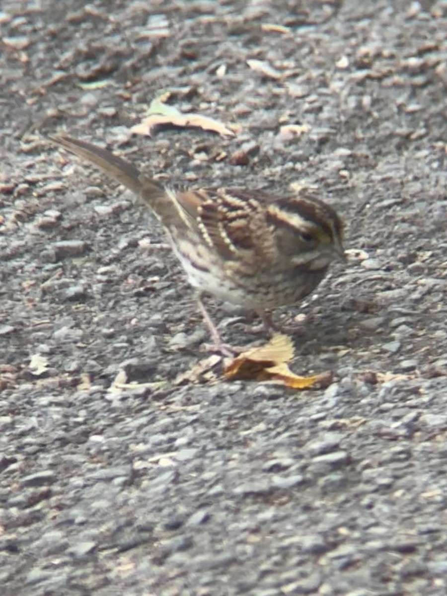 White-throated Sparrow - ML644493676